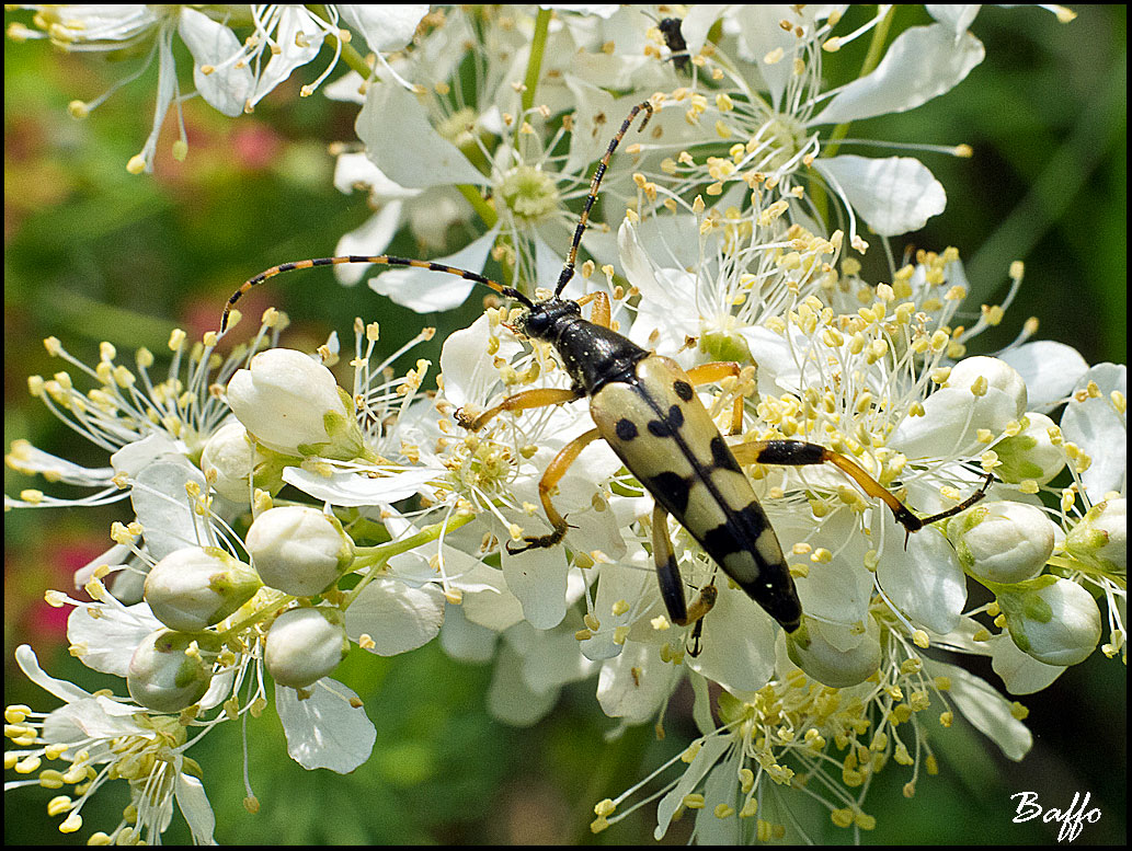 Rutpela maculata maculata